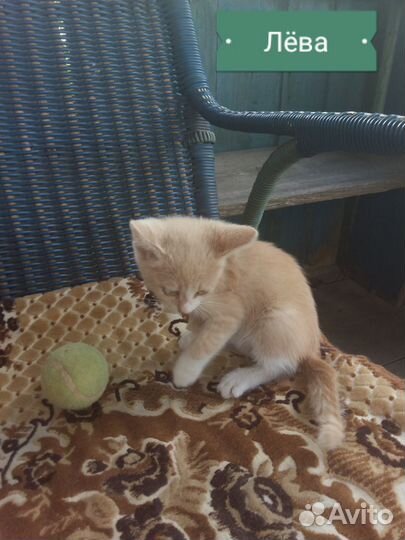 Котята в добрые руки