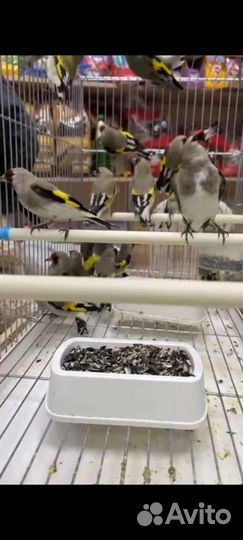 Птица щегол