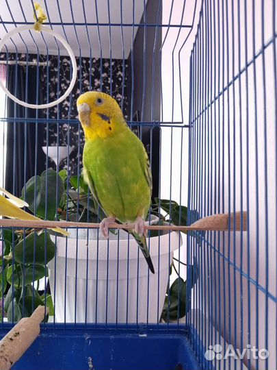 Волнистый попугай с клеткой