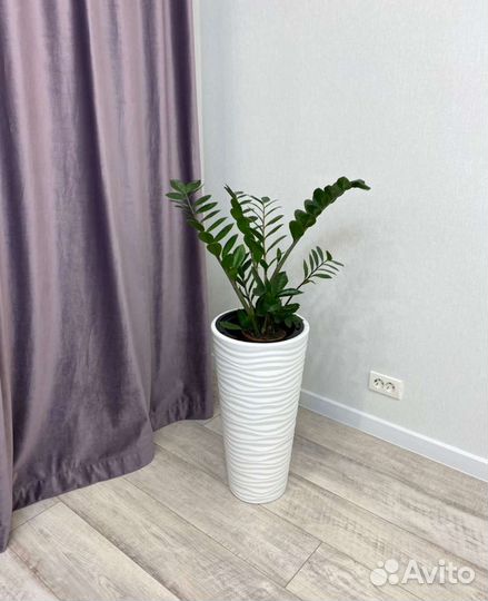 Замиокулькас