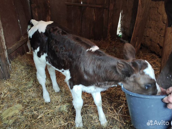 Телята телочки