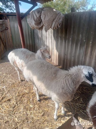 Овцы бараны
