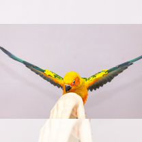 Кингисепптің жезөкшелері