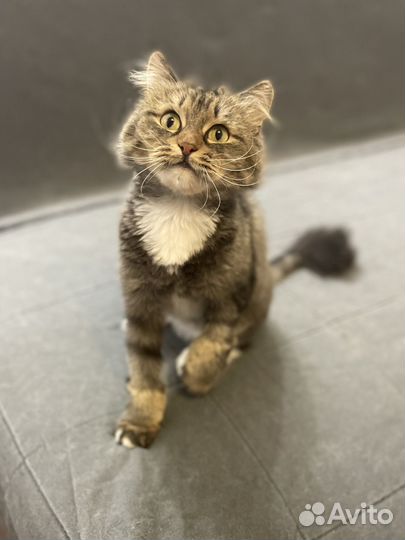 Кошка пушистая