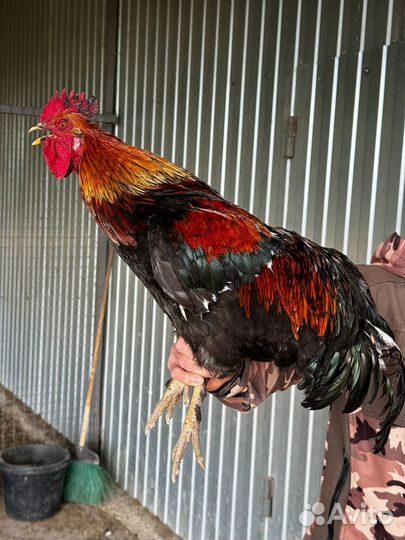 Петухи домашние