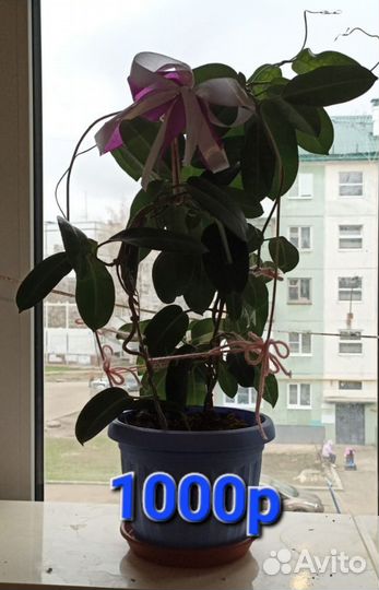 Комнатные цветы шефлера