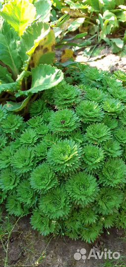 Садовые цветы многолетники