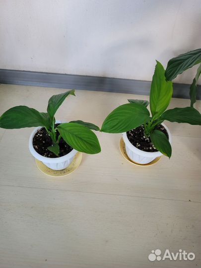 Спатифиллум Сенсация