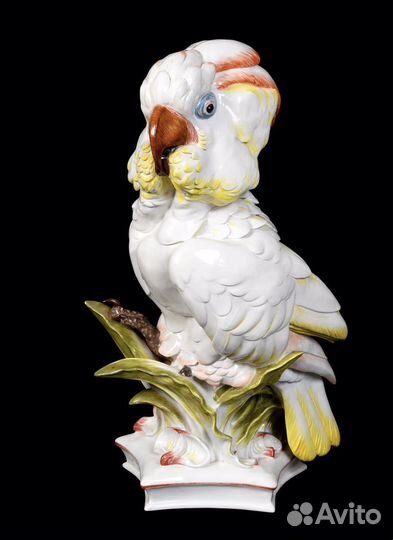 Попугай Мейссен