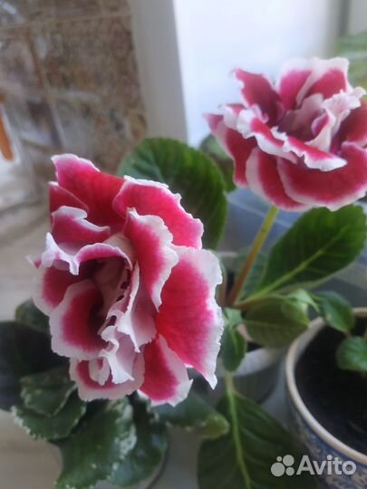 Глоксиния махровая