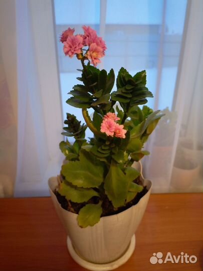 Каланхоэ цветущий продаю укоренённые ростки по 60р