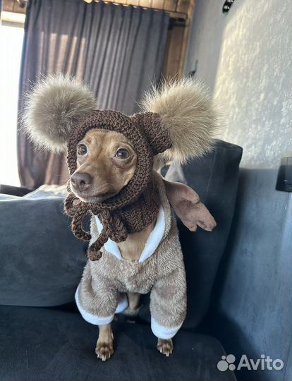 Собака той-терьер