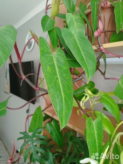 Филодендрон Медуза