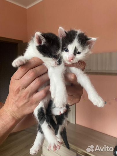 Котята в дар бесплатно