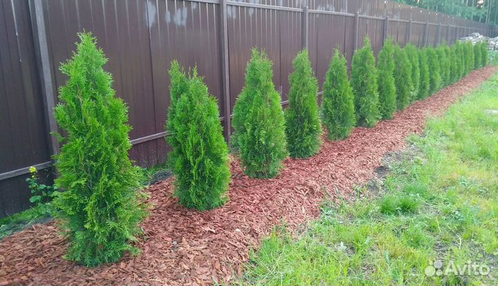 Туя смарагд саженцы