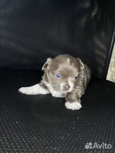 Щенок чихуахуа девочка