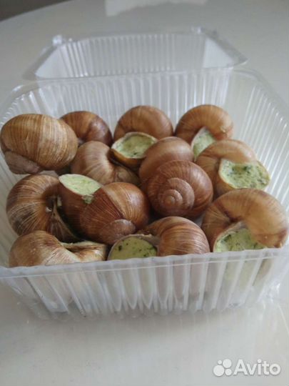 Улитка виноградная
