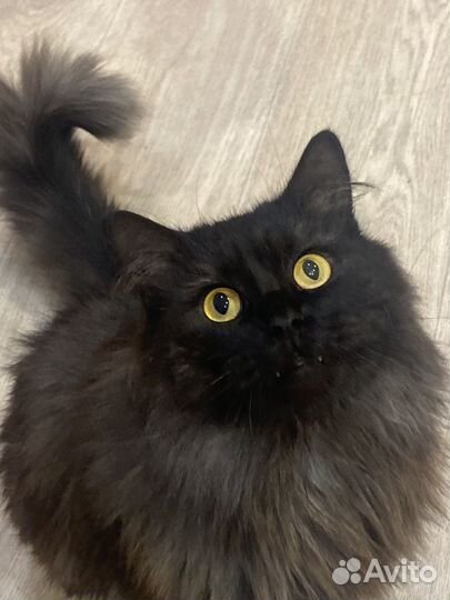 Сибирский кот