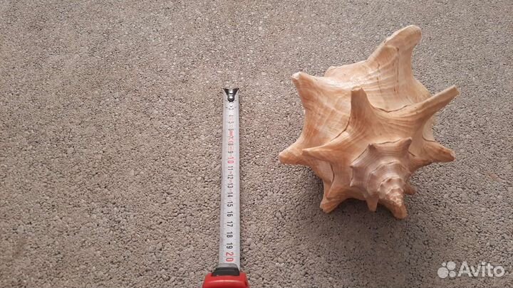 Ракушка морская большая