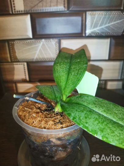 Орхидея I-Hsin Stacy