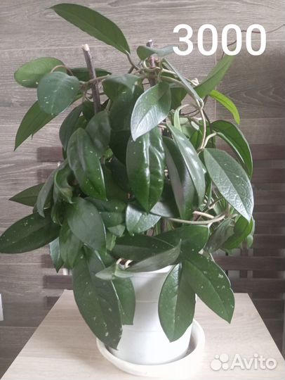 Цветы комнатные