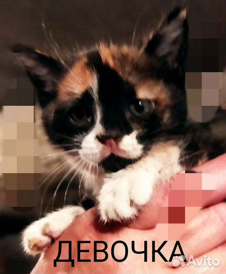 Котята в добрые ручки