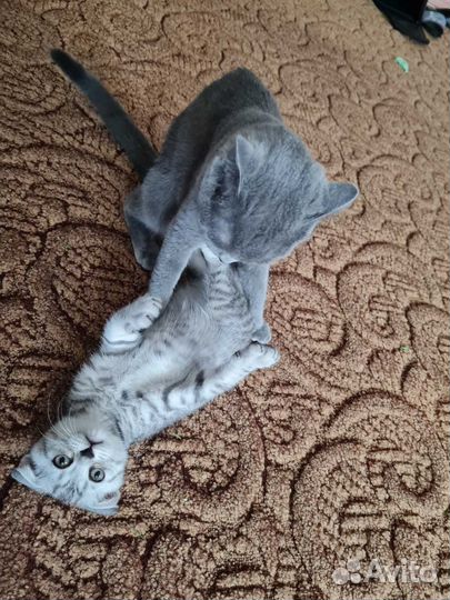 Британский котик