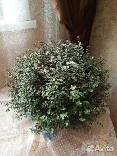 Традесканция зебрина