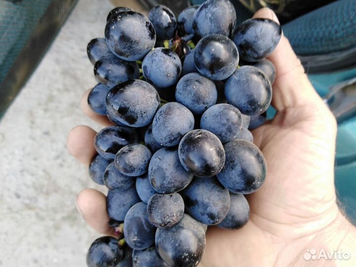 Винный виноград