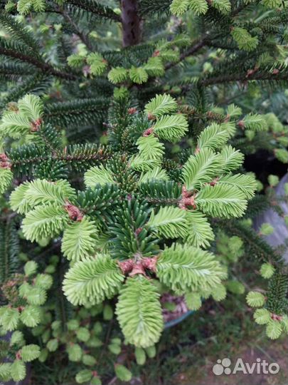 Пихта Бальзамическая