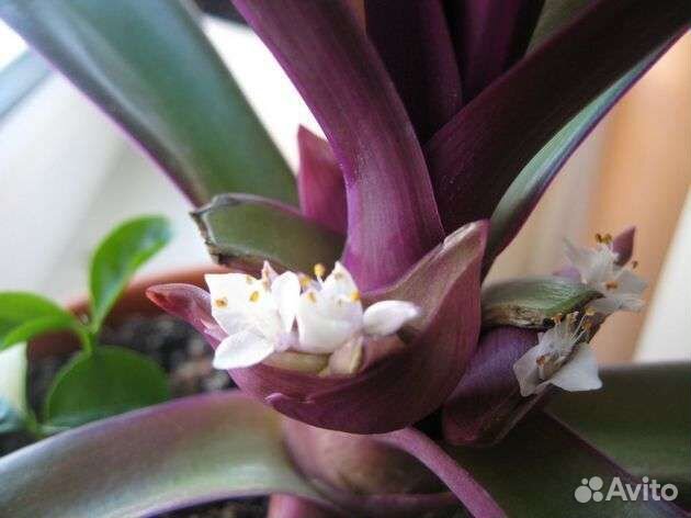 Комнатные цветы