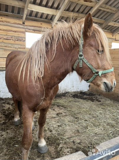 Русский тяжеловоз