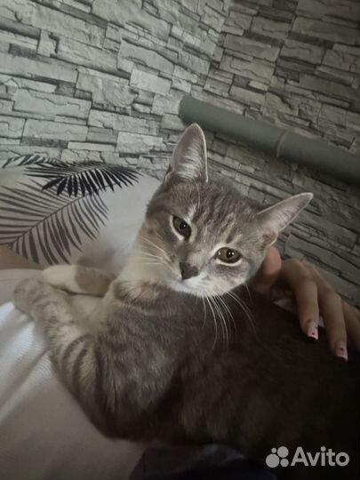Котёнок девочка в добрые руки
