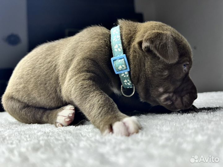 Американский булли покет