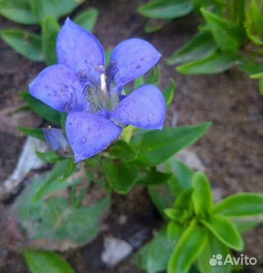 Горечавка семираздельная