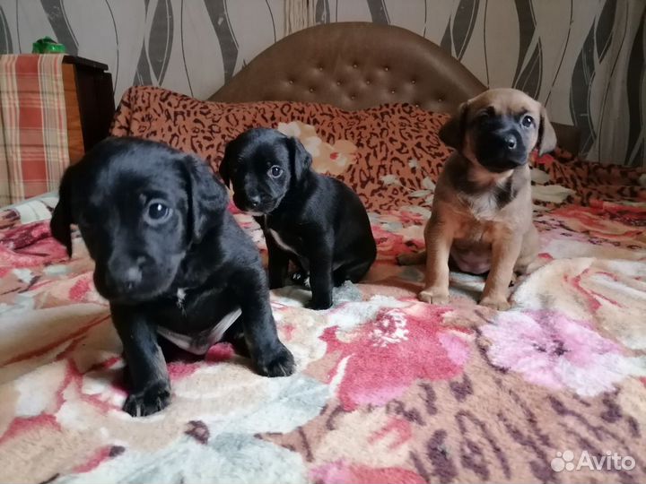 Собаки бесплатно в добрые руки щенки