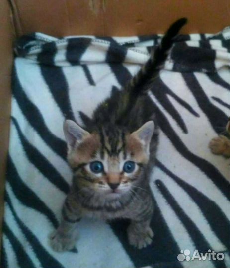 Бенгальские котята помесь с британской