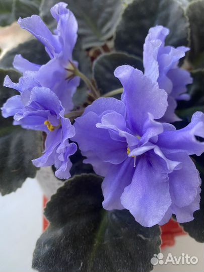 Фиалки, укорененные детки, листики в наличии