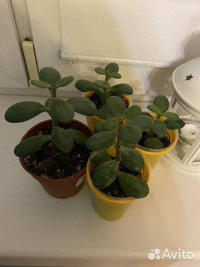 Крассула (Толстянка, денежное дерево)