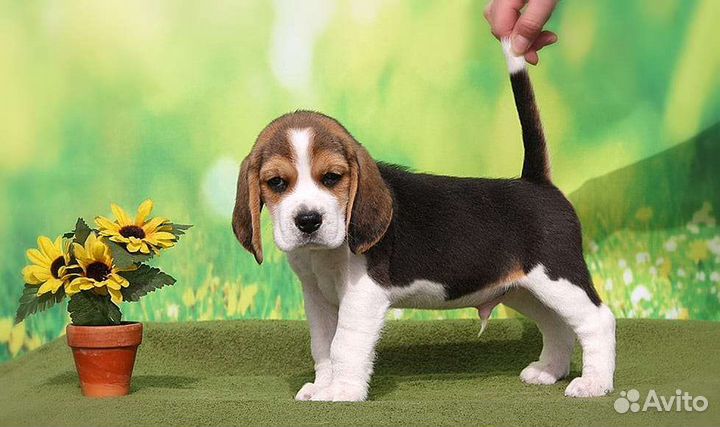 Щенки Бигль