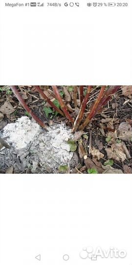 Кусты малины