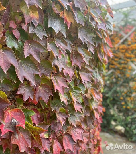 Виноград Вичи