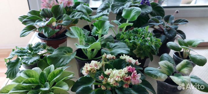 Сортовые фиалки детки, стартеры, цветущие, черенки