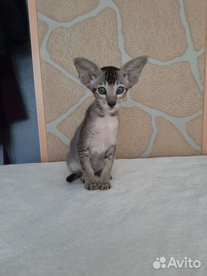 Ориентальные котята