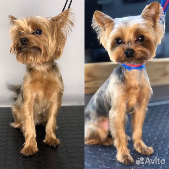 Требуется модель собачки