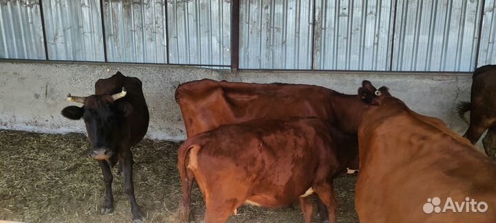 Продаются коровы