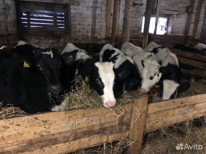 Крс бычки и телята холмогоры и голштины