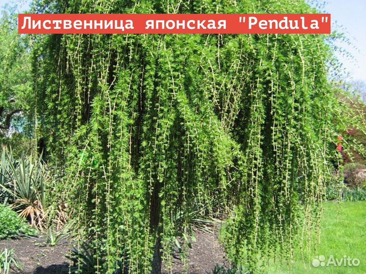 Лиственница японская Pendula /С5 Pa 100-120