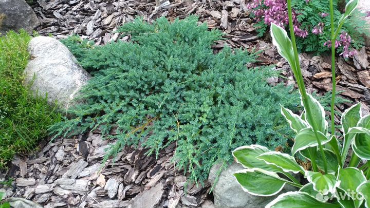 Можжевельник Блю Карпет