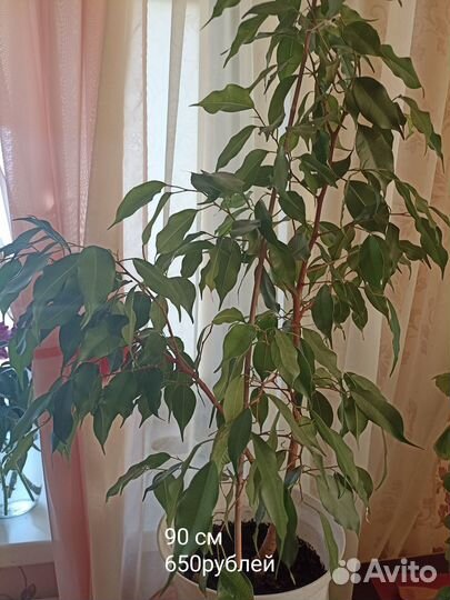 Продам фикус, гибискус, декабрист